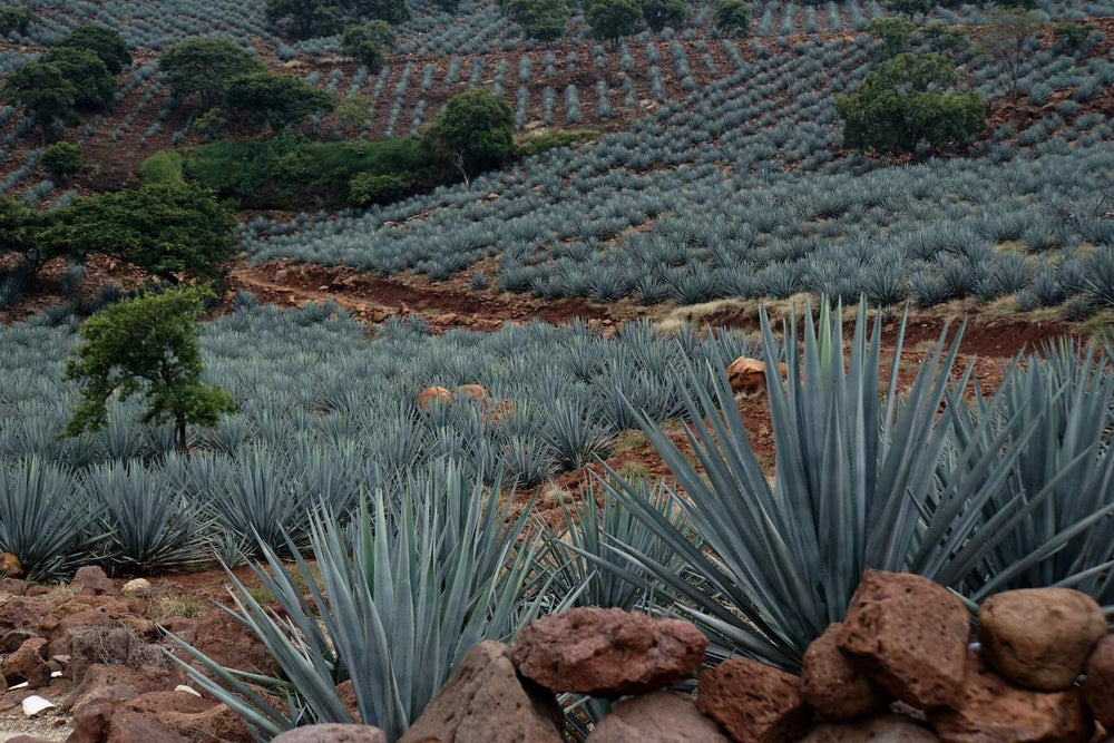Lush Blue Weber Agave field under the sun in Jalisco, the heart of tequila production