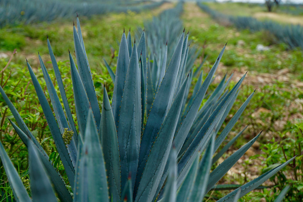 Lush Blue Weber Agave field under the sun in Jalisco, the heart of tequila production