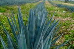 Lush Blue Weber Agave field under the sun in Jalisco, the heart of tequila production